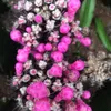 Fresco raro "Gimnocalito negro" Cactus Cactus Suculento Semillas de flores Decoración de jardín Semillas Sementos seleccionados - Heimudan