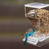 Inne dostawy ptaków Przezroczyste automatyczne podajnik akcesoria do sprosku w klatce pojemnika na zewnątrz do papugi kanaryjskiej