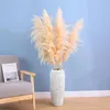 Decorative Flowers Natural Artificial Cultivation Pampas Grass Large Size Fluffy Dried Decor Bouquet For Wedding Home Bedroom Decoration