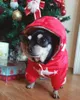 Hundebekleidung Haustiere Kleidung Baumwolle Russland Winter Warm verdicken Kostüme Hoodies für Welpen Hunde Roupa Cachorro Haustier Katze Produkte