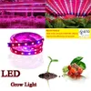 Spettro completo SMD5050 Led Coltiva La Luce di Striscia NON impermeabile Led Coltiva La Luce per la Coltivazione di Piante Idroponiche Lampada Grow box Rosso Blu 4 a 1