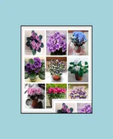 Other Garden Supplies Patio Lawn Home 100Pcs Seeds Colorf African Violet Bonsai Diy Dwarf Plants Fl Otilo6025645