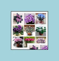 Other Garden Supplies Patio Lawn Home 100Pcs Seeds Colorf African Violet Bonsai Diy Dwarf Plants Fl Otilo5618670