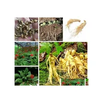 Other Garden Supplies 100Pcs/Bag Ginseng Flower Seeds For Patio Lawn Bonsai Plants The Germination Rate 95 Decorative Landsca Fast G Otlsj