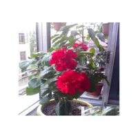Bahçe Dekorasyonları 100 PCS/Çanta Hibiscus Çiçek Tohumları Bonsai Taze Nadir Bitkiler Tüm Yazlar İçin Doğum Günü Partisi Dekorativ Otmux
