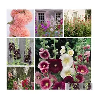 Decorazioni da giardino 200 pezzi/set Semi doppio Hollyhock in fiore esterno Bonsai subtropicale in vaso di althaea rosea Flower Plant per casa Otdiy