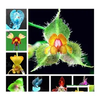 Andere Gartenbedarf 100pcs/Set seltener Ork Samen Bonsai Blume 4 Farben Erbst￼ck Tectorum Plant f￼r Home Drop Lieferung Patio Rasen otvj9
