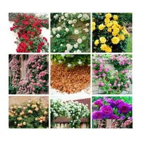 Other Garden Supplies 100Pcs/Set Mixed Climbing Rose Seed Perennial Pink Red White Yellow Roses Flowers Fragrant 4 Types Plants For Otbxp