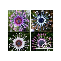 Other Garden Supplies 100Pcs/Bag Daisy Flower Seeds For Patio Lawn Bonsai Plants Purify The Air Absorb Harmf Gases Decorative Landsc Ot5Ef