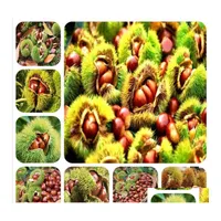 Gartendekorationen Promotion 2pcs/Bag Chestnut Nuss Bonsai Pflanze köstliche Obstbaum Easy Wachsen Sie süß, um Lieferung Home Terrasse Rasen Otamo zu fallen
