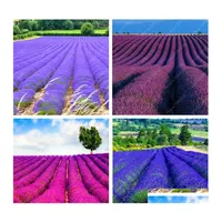 Andra trädgårdsmaterial 100 st/set pnce lavendelfrön mticolor dekoration blommor flerårig vår door växt för hemdropp leverans uteplats otx14