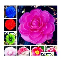 Other Garden Supplies 10Pcs/Bag Camellia Seeds Bonsai Flower Rare Color Indoor / Outdoor Pot Plant For Home Easy To Grow Drop Delive Otgnl