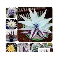 Other Garden Supplies Rare Color Aloe Seeds 100 Pcs Succent Cactus Plants Edible Beauty Fruit Vegeable Herbs Plant Mini Balcony Drop Dh1Nn