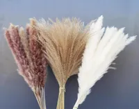Decorative Flowers Wreaths Black White Primary Color Reed Natural Dried Flower Small Pampas Grass Head About 30pcslot Party Wed9342190