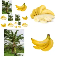 Other Garden Supplies 100/Bag Banana Seeds Rare China Fruit For Home Planting Easy Grow Drop Delivery 202 Dhivh