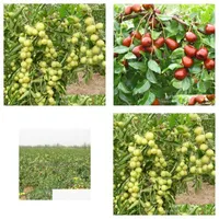 مستلزمات حديقة أخرى بالجملة Guoguang Jujube Seed Fruiting المزيد من البذور المباشرة 5 Claret 5/حزمة تسليم 202 Dhfux