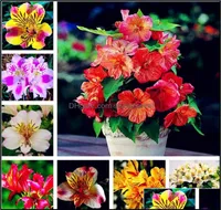 Other Garden Supplies Patio Lawn Home 100 Pcs Alstroemeria Seeds Peruvian Lily Inca Bandit Princess Bonsai Flower Planta9655839