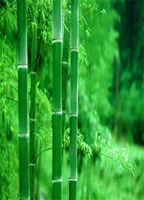 50 pezzi Semi di fiori di bambù per giardino da giardino da giardino da giardino in rapida crescita di piante Bonsai Piante Bonsai purificare l'aria assorbita dannosa 5452483