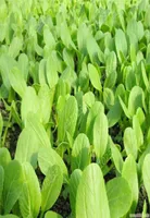 100 bag Pak Choi Bok Choy bonsai Chinese Cabbage Vegetable plants Organic Vegetables For Home Garden Planting8384395