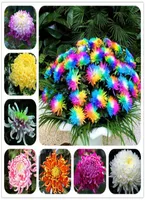 100 pcs rainbow chrysanthemum seeds bonsai flower seeds potted plant perennial flowers for home garden Purify The Air4341310