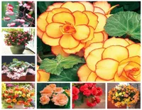 200 Pcsbag Seeds Mixed Begonia Flower Potted Bonsai Indoor Decoratie Beautiful Garden Wall Plant Home Decor For Christmas Tree9137405