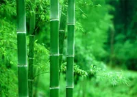 50pcs bamboo Flower Seeds for Patio Lawn Garden Supplies Fast Growing Planting Season Bonsai Plants Purify The Air Absorb Harmful 4524281