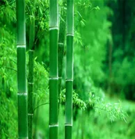50pcs bamboo Flower Seeds for Patio Lawn Garden Supplies Fast Growing Planting Season Bonsai Plants Purify The Air Absorb Harmful 3923262