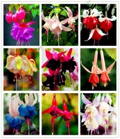 100 pcs multiple color Fuchsia Hybrida Hort Seeds Bonsai Lantern FlowersFor Garden Home indoor plant7508409