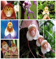Garden Decorations 100pcs Monkey Face Orchid Flower Seeds Bonsai Rare Plant for Home Courtyard Planting1369824