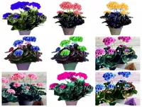 100 Pcs seeds bag Colorful Bonsai Geranium Flower Rare Pelargonium Variegated Potted Indoor Rooms Home Garden Flore For Pot Plan5343942