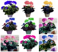 100 Pcs seeds bag Colorful Bonsai Geranium Flower Rare Pelargonium Variegated Potted Indoor Rooms Home Garden Flore For Pot Plan8048041