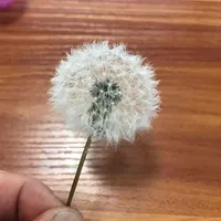 2PCS 3-4CM Head Real Natural Dried Dandelion Flower Heads Preserved Dandelion Flowers With Fragrance Immortal Flower Material Y112207M
