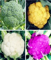 50 Stück/Beutel Blumenkohl-Brokkoli-Samen, grüner Blumenkohl, Bio-Gemüsepflanze für den Hausgarten, einfach zu pflanzen3236274