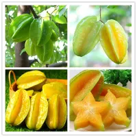 Organic 50 Pcs  bag Imported Carambola Bonsais Star Fruit Tree Shrub Fruit Edible Starfruit for Home Garden Flower Bonsai plant seeds Nv GbH