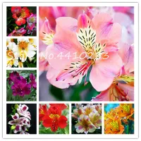 200 Pcs Seeds Bonsai Hot Peruvian Lily Bonsai Alstroemeria Flower Mix-Color Beautiful Flower For Home Garden Plants Free Ship nTP unU