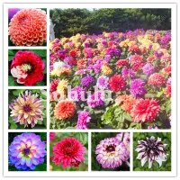 300 PCS Colorful Dahlia Bonsai seeds Chinese Rare Jardin Charming Flower Beautiful Perennial Indoor Or Outdoor Plant For Home Garden RaR TzL