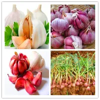 Hot Sale! 200 pcs garlic Seeds Bonsai Potted Green healthy organic vegetable bonsai for Home & Garden Pot nte cLi