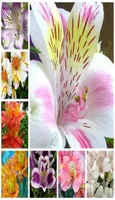 100 pcs Rare Peruvian Lily Seeds Alstroemeria Plants MixColor Bonsai Beautiful Lilies Flower For Home Garden Garden Flowers Pot1112617
