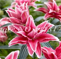 100 pcs seeds bag Color Special Lily flower Plant Potted Bonsai Flower plants For Home Garden Purify Indoor Air Natural Growth V3952712