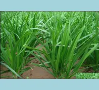Other Garden Supplies 100PcsBag Seeds Chinese Chives Leek Bonsai Garden Pots Plants Home Easy To Grow Organic NonGmo Vegetables 5860228