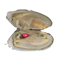 Pearl Vacuum Packed Natural Freshwater Love Wish Oyster färgad Colorf 67 mm Rispärlor En akoya pärlor ostron ZH003 Drop Delivery Jew DHXCS