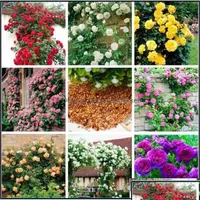 Other Garden Supplies 100Pcs Mixed Climbing Rose Seed Perennial Pink Red White Yellow Roses Flowers Fragrant 4 Types Plants For Home Dhkdi