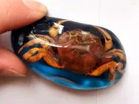 Keychains 12 Pcs Cool Keychain Real Crab Insect Blue Color Fashion Ring Jewelry
