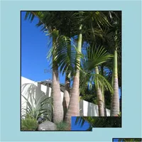 Bahçe Dekorasyonları 10 PCS Şişe Palmiye Ağacı Çiçek Tohumları Bonsai Emme Formaldehit Emniyet Mahkemesi için Nadir Bitki Soif Damla Teslimat Dhclm
