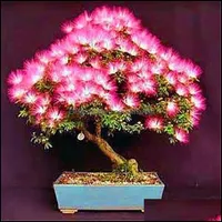 Decoraciones de jard￭n 100pcs Albizzia Acacia Flower Seeds Plantas de bonsai para el jard￭n Todos una residencia de verano embellecimiento y aire Purifi otdhj