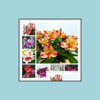 Andere Gartenbedarf 100pcs/Set seltene peruanische Lily Alstroemeria Blumenmischfarbe Sch￶nheit f￼r Hausgarten Drop Lieferung 2021 Terrasse OTI5c