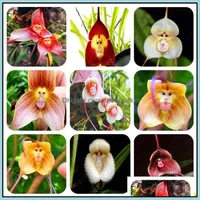 Other Garden Supplies 100Pcs Seeds Cute Monkey Face Orc Bonsai Plants Showy Flowers Home Garden The Germination Rate 95% Decorative L Otl5H