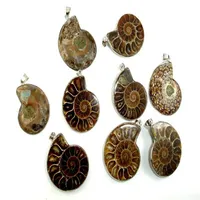 Bütün 10 PCS Doğal Ammonit Kolye Fosil Cazibesi Gümüş Kaplama Kefalet Fosil Sarkıkları Takılar Moda Takı Popüler Sim275D