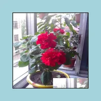 Bahçe Dekorasyonları 100 PCS Hibiscus Çiçek Tohumları Bonsai Taze Nadir Bitkiler Bahçe Tüm Yaz Konut Doğum Günü Partisi de Soif OT0HN