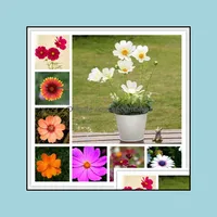 Other Garden Supplies 100Pcs Cosmos Flower Seeds For Patio Lawn Garden Supplies The Budding Rate 95% Bonsai Plants Purify Sports2010 Otm8I